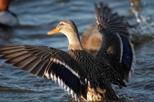 LE DOMENICHE NATUR-ART AL LAGO DI MONTEPULCIANO