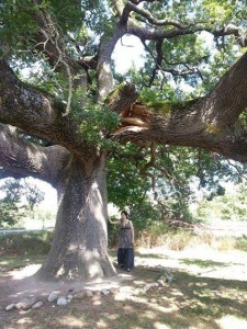 quercia checche marignetti quirino. jpg