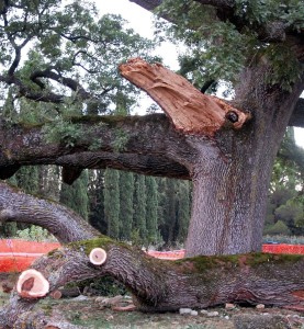 quercia checche tagliata