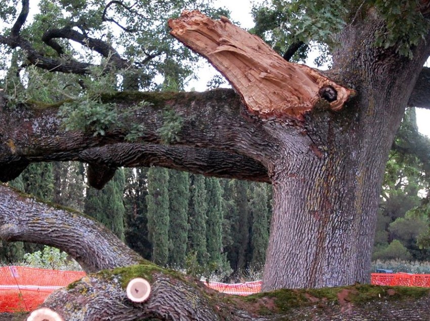 PERCHE’ CI SI INDIGNA (GIUSTAMENTE) PER LA QUERCIA DELLE CHECCHE E NON PER ECOMOSTRI E INQUINAMENTO?