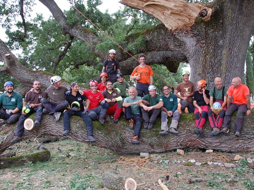 QUERCIA DELLE CHECCHE, “AMPUTATO” IL RAMO PERICOLANTE. MA ADESSO L’ALBERO RIMARRA’ IN PIEDI?