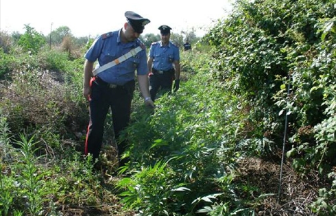 PANICALE: DENUNCIATO UN COLOMBIANO, COLTIVAVA MARIJUANA NELL’ORTO