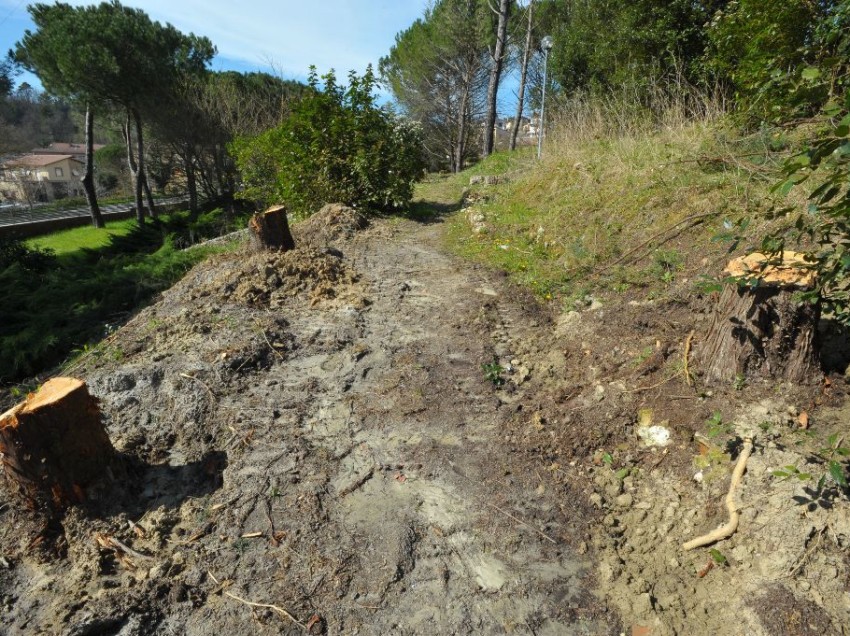 CHIUSI, IL COMUNE FA LA FESTA AGLI ALBERI