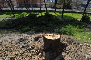 taglio alberi 3
