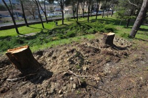 taglio alberi 4