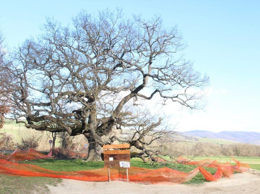 TROPPO DEGRADO INTORNO ALLA QUERCIA DELLE CHECCHE, IL COMUNE DI PIENZA INTERVENGA! APPELLO DEL COMITATO A DIFESA DELL’ALBERO MONUMENTALE