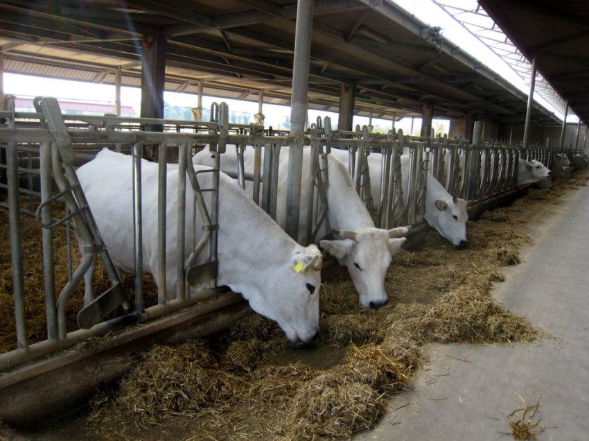 UN MEGA IMPIANTO ZOOTECNICO TRA I LAGHI DI CHIUSI E MONTEPULCIANO, MA IN TERRITORIO CASTIGLIONESE. BATINO: MASSIMA ATTENZIONE ALLE NORME. SCARAMELLI: UNA GRANDE OPPORTUNITA’