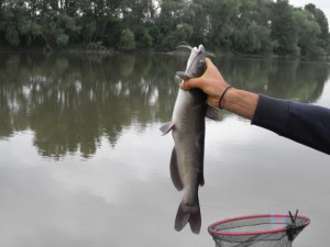pesce gatto 2