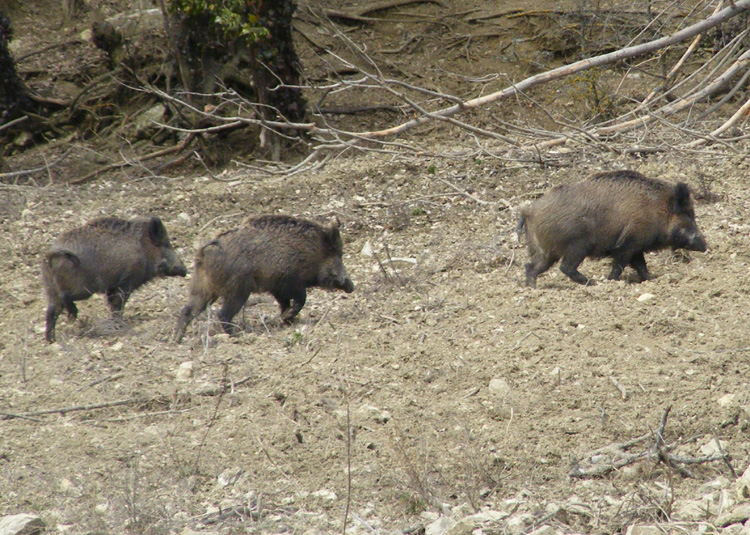 CHIUSI, LA FORNACE CROLLA. ED E’ INVASA DAI CINGHIALI, ORMAI VICINISSIMI ALLE CASE.