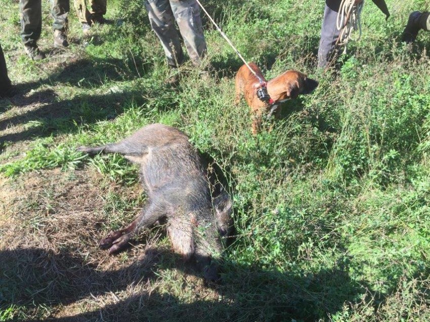 CHIUSI: ESEGUITA LA BATTUTA AI CINGHIALI NELLA ZONA DELLA EX FORNACE. 7 I CAPI  ABBATTUTI, MOLTI QUELLI FUGGITI