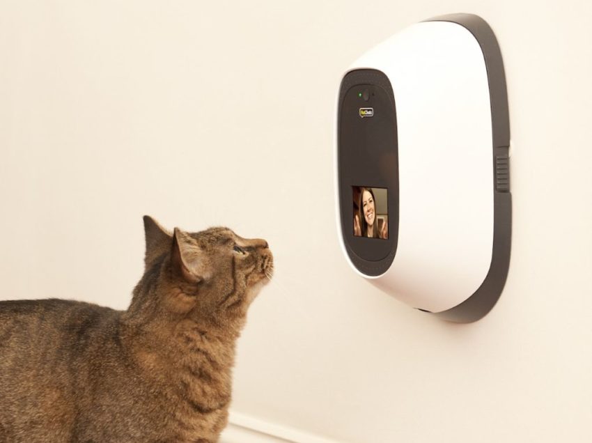 Meraviglie della tecnologia: lo smartphone per cani e gatti