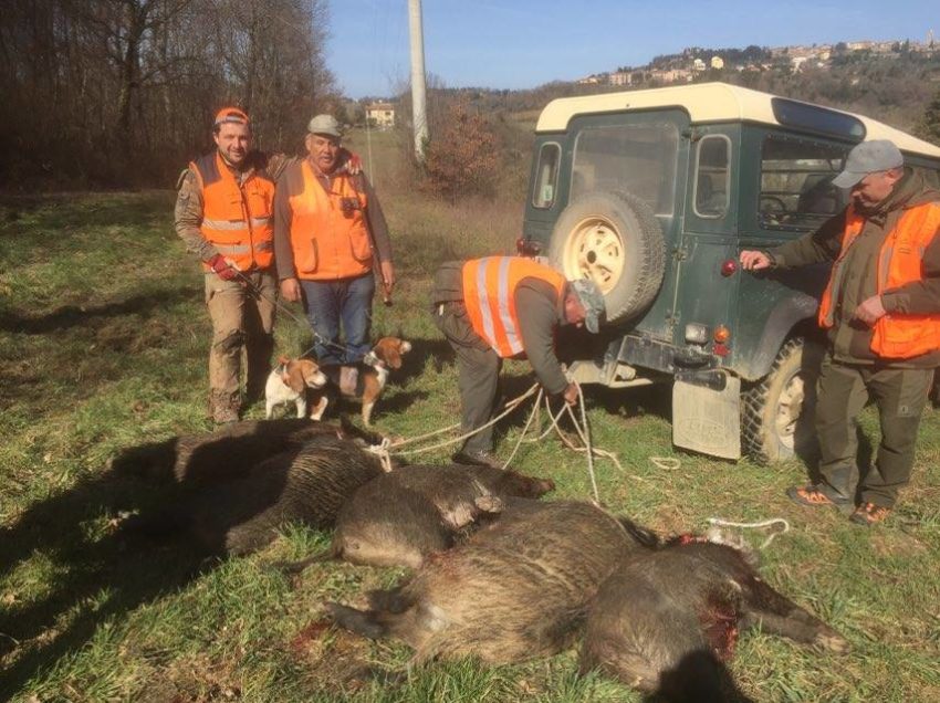 CHIUSI, ANCORA UNA BATTUTA DI CACCIA AL CINGHIALE NELL’AREA EX FORNACE. IERI ABBATTUTI 20 CAPI. PIU’ DI 50 IN UN MESE…