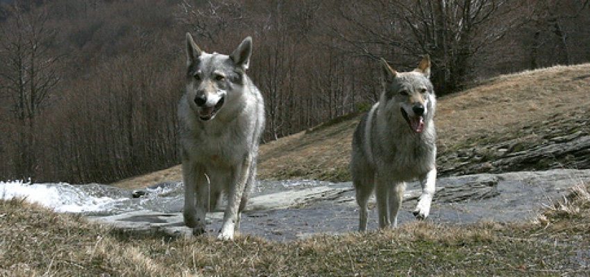 Attenti al lupo! La Conferenza stato-regioni decide sulla riapertura della caccia al predatore. Gli ambientalisti dicono No