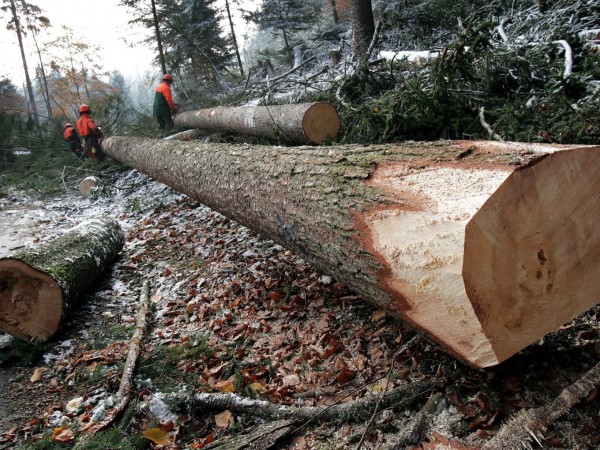 FICULLE, BOSCAIOLO RUMENO MUORE SCHIACCIATO DA UN ALBERO. E’ LA TERZA VITTIMA DALL’INIZIO DELL’ANNO IN UMBRIA