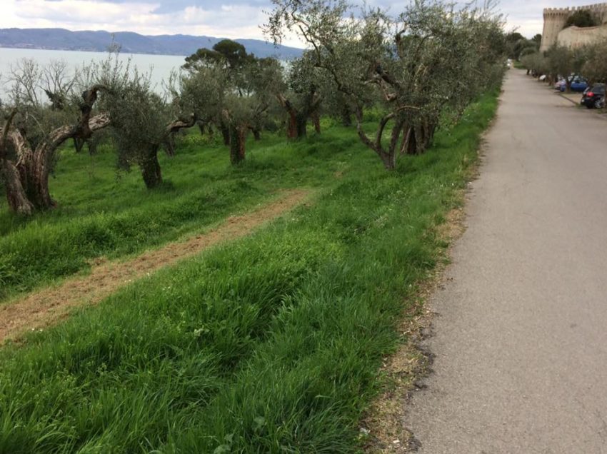 CASTIGLIONE DEL LAGO: ECOMOSTRI, MEGASTALLE E ADESSO PURE UN POSTEGGIO NELL’ULIVETO. PRIME PROTESTE…