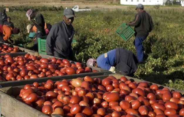 CAPORALATO IN AGRICOLTURA NEL TRASIMENO? IL SINDACATO LANCIA L’ALLARME