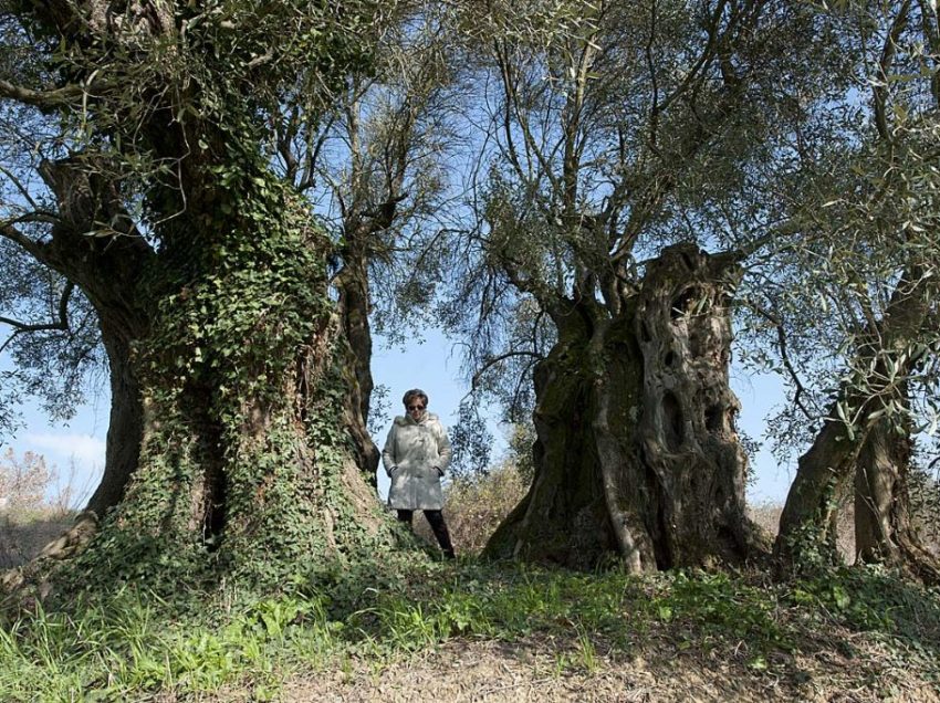 Villastrada, l’antica via Romea e un ulivo millenario testimone di tante storie: da Annibale alla battaglia del ’44…