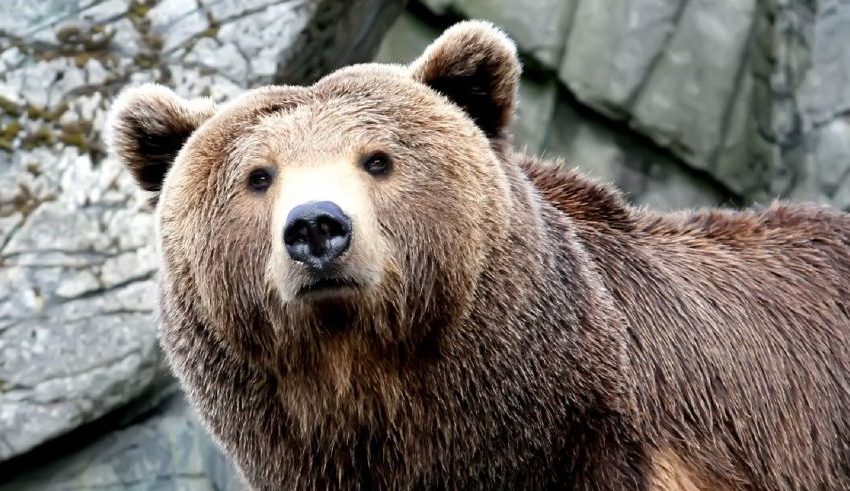 Orso aggredisce pensionato nei boschi del Trentino. E se fosse stato il pensionato ad aggredire l’orso?