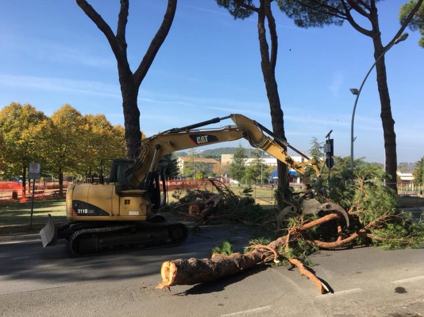 CHIUSI SCALO, L’ESECUZIONE DEI PINI E’ COMINCIATA. MA POTREBBE NON FINIRE. A RISCHIO ANCHE QUELLI DELLE SCUOLE ELEMENTARI