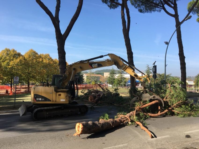 CHIUSI SCALO, L’ESECUZIONE DEI PINI E’ COMINCIATA. MA POTREBBE NON FINIRE. A RISCHIO ANCHE QUELLI DELLE SCUOLE ELEMENTARI