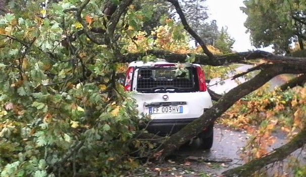 CHIUSI: CROLLA UNA QUERCIA, POSTINA ILLESA PER MIRACOLO. MURO DI VIA GARIBALDI: IL COMUNE SI FACCIA VALERE!