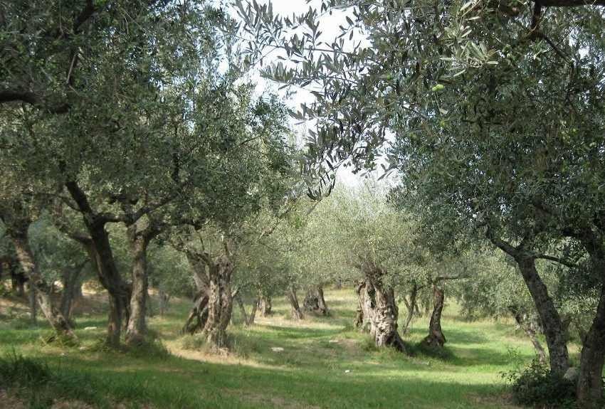 ESTATE  CAPRICCIOSA, MOSCA OLEARIA IN AGGUATO. SULLE COLLINE UMBRE PRODUZIONE DI OLIO EXTRAVERGINE A RISCHIO