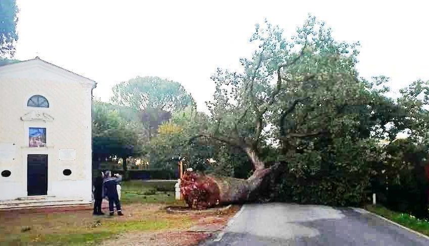 MALTEMPO: A CASTIGLIONE DEL LAGO CROLLA LA QUERCIA PENTIMENTO, DA 400 ANNI SIMBOLO DI CULTO PER SANTA MARGHERITA