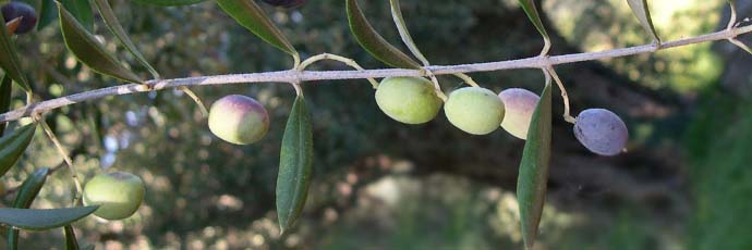 CHIUSI, CONVEGNO SULLA “MINUTA”, UNA VARIETA’ DI OLIVO RECUPERATA E ADESSO IN ORBITA SLOW FOOD