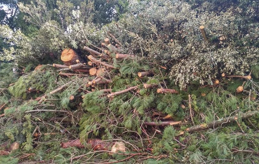 ECCO QUANTI E QUALI ALBERI VERRANNO ABBATTUTI NEL PARCO DEI FORTI. E PERCHE’