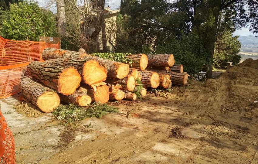 CHIUSI, STRAGE DI ALBERI AL PARCO DEI FORTI. IL COMUNE: “SACRIFICIO NECESSARIO, FA PARTE DI UN PROGETTO DI RISISTEMAZIONE DELL’AREA”