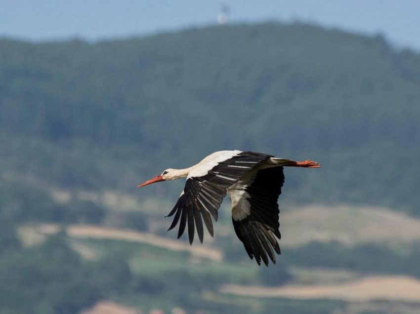 VALDICHIANA E TRASIMENO, PICCOLI SEGNALI POSITIVI: SE TORNA LA CICOGNA…