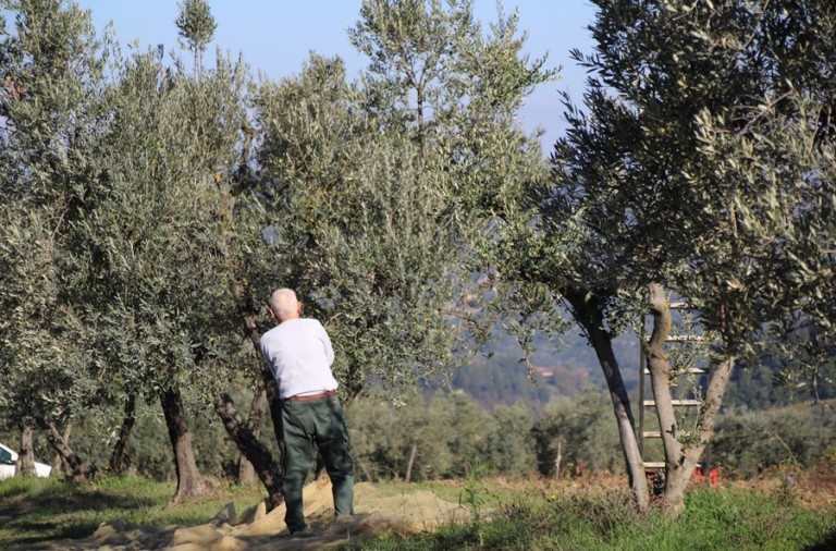 LA RACCOLTA DELLE OLIVE: RITO EGUALITARIO, QUASI COMUNISTA