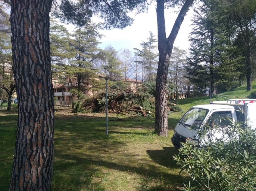 LA NUOVA MODA DI FARE LA FESTA AGLI ALBERI