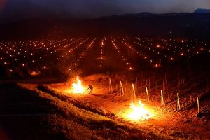 LA LUNA E I FALO’: I VINERONS DI MONTALCINO ACCENDONO FUOCHI NEI VIGNETI PER MITIGARE  LE GELATE