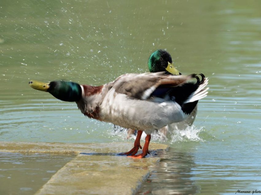 IL “CHIARO” DI CHIUSI COME CENTRAL PARK:  I 70 ANNI DEL GIOVANE HOLDEN