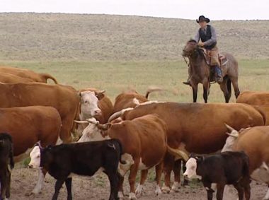 MANDRIA DI 70 BOVINI ALLO STATO BRADO SCORRAZZA NELLE CRETE SENESI. CERCASI COW BOYS…