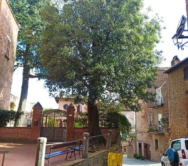 CITTA’ DELLA PIEVE, QUEL LECCIO E’ PERICOLOSO, SARA’ ABBATTUTO