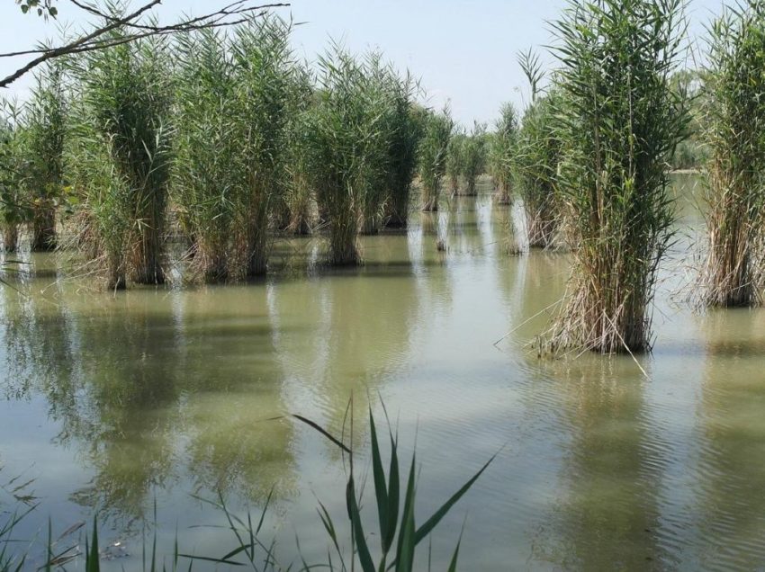 UN IMPIANTO PER BIOGAS VICINO AL LAGO DI MONTEPULCIANO: SI APRE UN NUOVO FRONTE AMBIENTALE. COMITATI E LEGA ALZANO LE BARRICATE