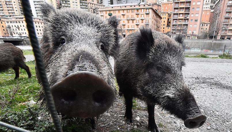 LA DESTRA CHE HA VOGLIA DI SPARARE: CACCIA LIBERA AI CINGHIALI E ALTRI ANIMALI IN MEZZO ALLE CITTA’. E SI POTRANNO ANCHE MANGIARE…