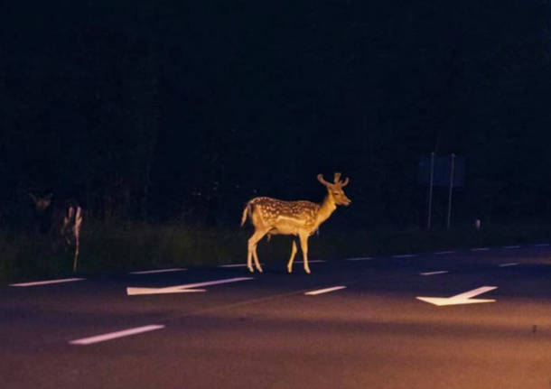 INCONTRI RAVVICINATI: STRANO “SAFARI” NOTTURNO TRA SR71 E FONDOVALLE