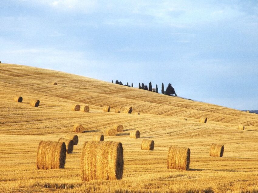 L’ALTRA FACCIA DELLA “CARTOLINA”: COLTIVARE GRANO IN VALDORCIA, PIU’ COSTI CHE GUADAGNI