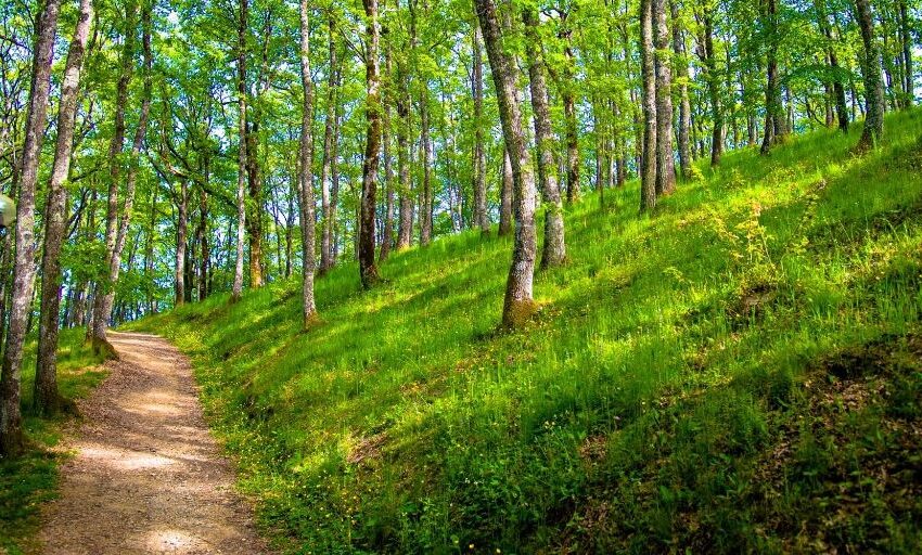 UMBRIA CUORE VERDE D’ITALIA: UN PO’ DI NUMERI SULLA QUANTITA’ DI BOSCHI NEL TRASIMENO E NELL’ORVIETANO