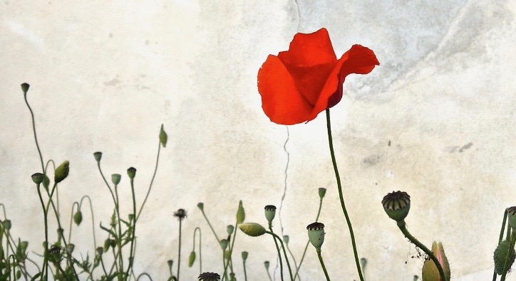 SI AVVICINA LA FESTA PER GLI 80 ANNI DALLA LIBERAZIONE: E’ IMPORTANTE ESSERCI. IL NOSTRO FIORE PER IL PARTIGIANO JOSEPH