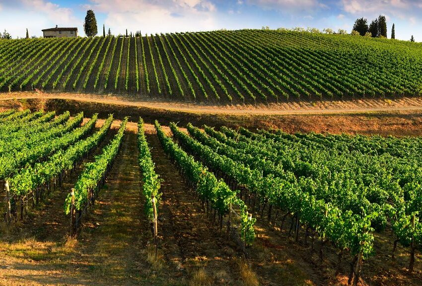 CAMBIA IL CLIMA E C’E’ CHI PROVA A FARE IL VINO A 1.100 METRI SULL’AMIATA